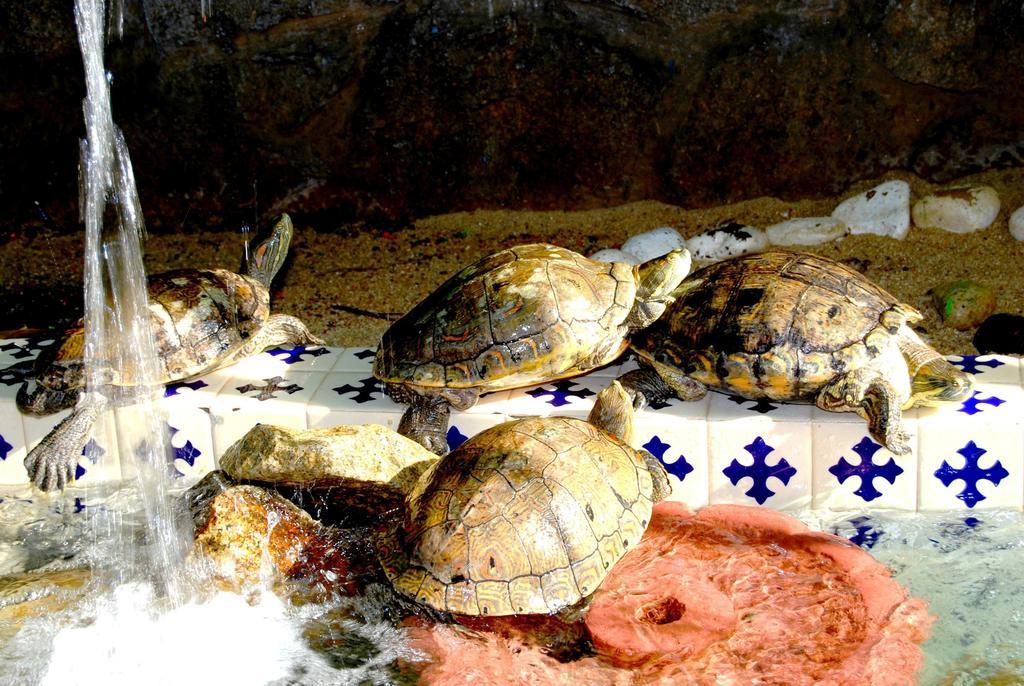 Tortuga Hotel 4*